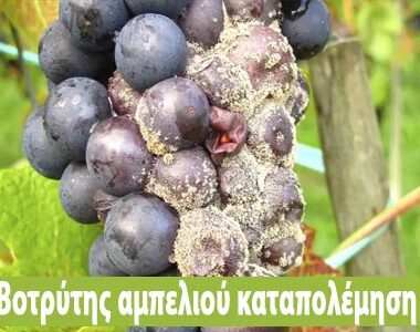 Οδηγίες προληπτικής αντιμετώπισης για την ευτυπίωση και την ίσκα της αμπέλου