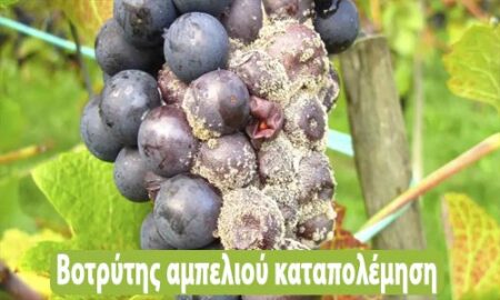 βοτρύτης αμπελιού καταπολέμηση