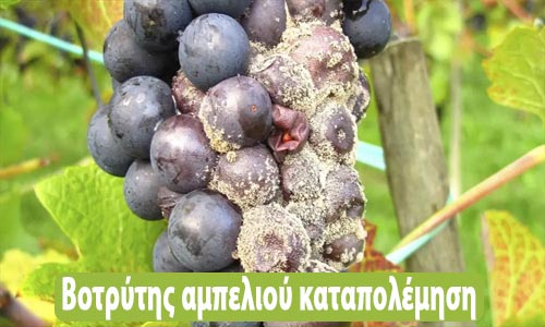 βοτρύτης αμπελιού καταπολέμηση