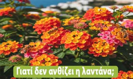 γιατί δεν ανθίζει η λαντάνα