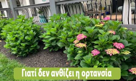 γιατί δεν ανθίζει η ορτανσία