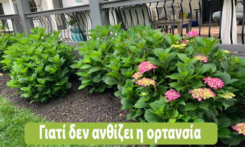 γιατί δεν ανθίζει η ορτανσία
