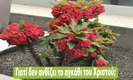 γιατί δεν ανθίζει το αγκάθι του Χριστού