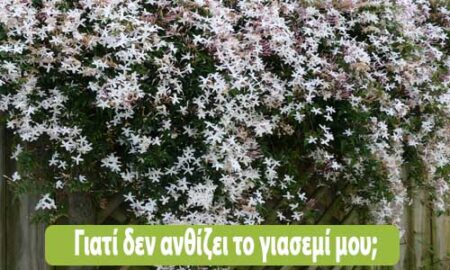γιατί δεν ανθίζει το γιασεμί μου