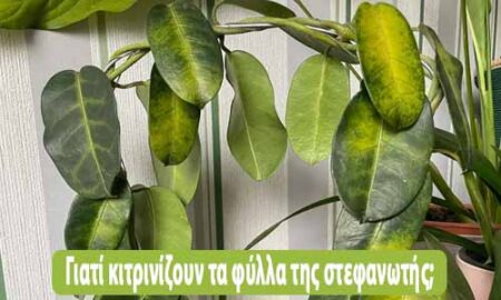γιατί κιτρινίζουν τα φύλλα της στεφανωτής