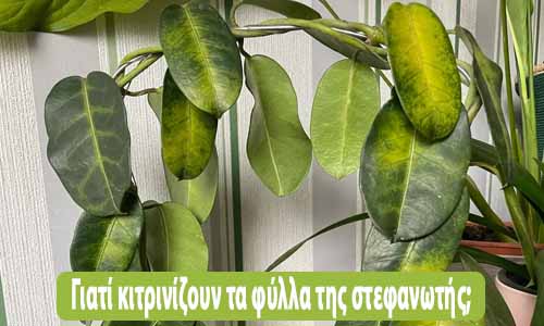 γιατί κιτρινίζουν τα φύλλα της στεφανωτής