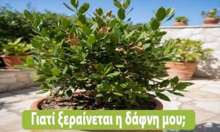 γιατί ξεραίνεται η δάφνη