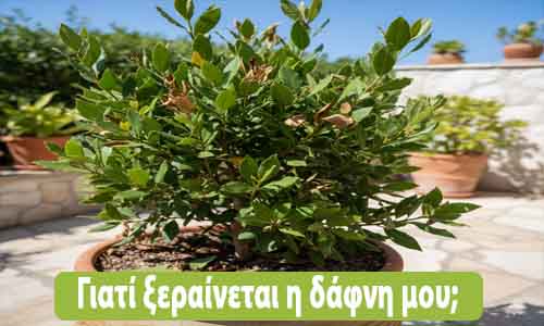 γιατί ξεραίνεται η δάφνη