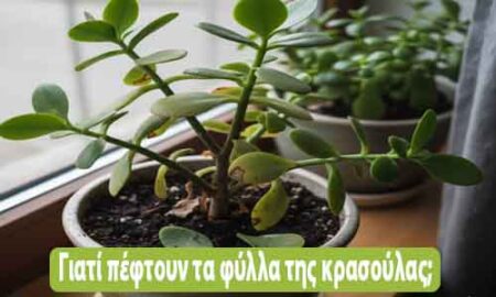 γιατί πέφτουν τα φύλλα της κρασούλας