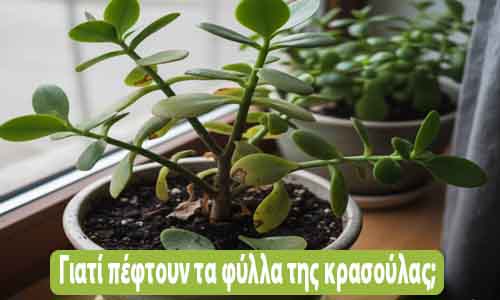 γιατί πέφτουν τα φύλλα της κρασούλας