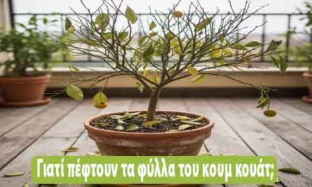 γιατί πέφτουν τα φύλλα του κουμ κουάτ