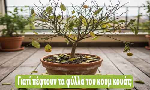 γιατί πέφτουν τα φύλλα του κουμ κουάτ