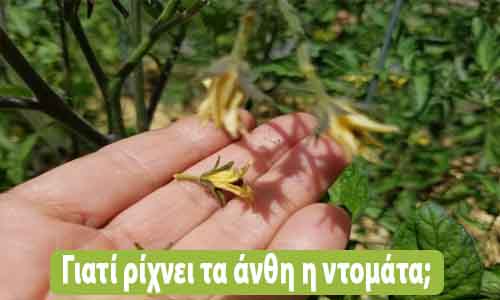 γιατί ρίχνει τα άνθη η ντομάτα