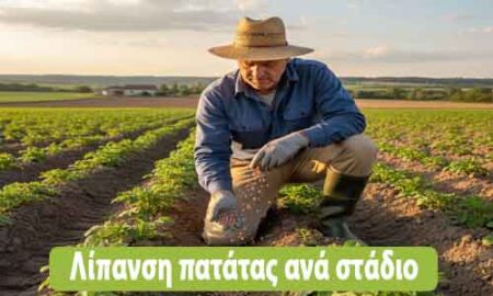 λίπανση πατάτας ανά στάδιο