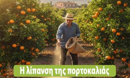 λίπανση πορτοκαλιάς πότε