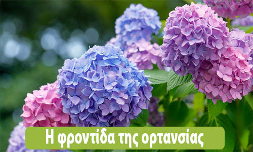 ορτανσία φροντίδα
