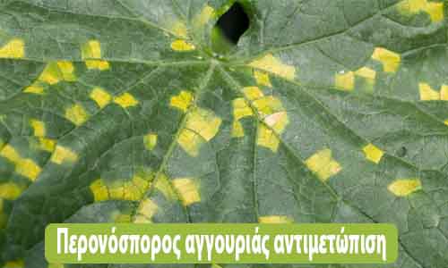 περονόσπορος αγγουριάς αντιμετώπιση