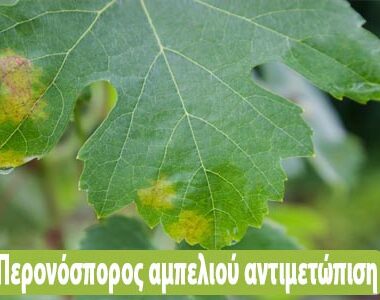 Οδηγίες προληπτικής αντιμετώπισης για την ευτυπίωση και την ίσκα της αμπέλου