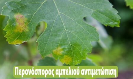 περονόσπορος αμπελιού αντιμετώπιση