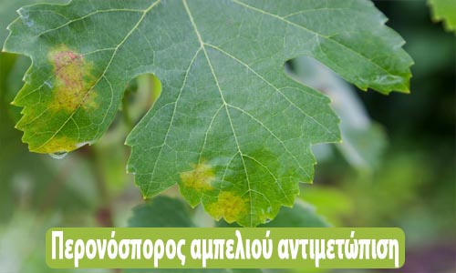περονόσπορος αμπελιού αντιμετώπιση