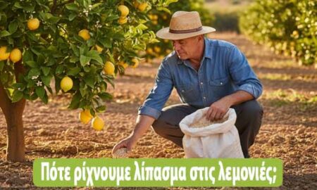 πότε ρίχνουμε λίπασμα στις λεμονιές