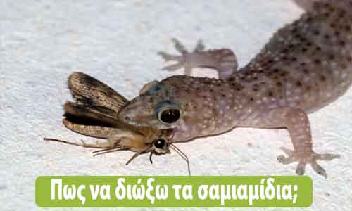 σαμιαμίδι στο σπίτι πως να το διώξω
