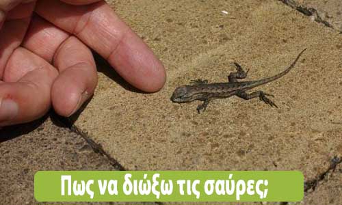 σαύρες στο σπίτι πως φεύγουν