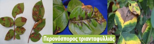 τριανταφυλλιά ασθένειες
