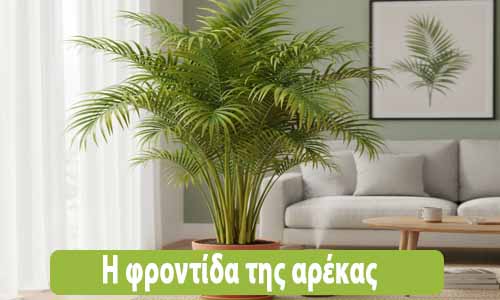 φυτό αρέκα φροντίδα