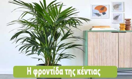φυτό κέντια φροντίδα