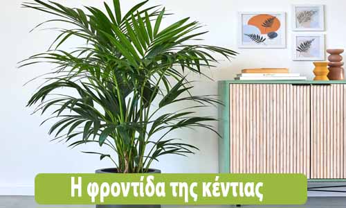 φυτό κέντια φροντίδα