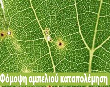 Οδηγίες προληπτικής αντιμετώπισης για την ευτυπίωση και την ίσκα της αμπέλου