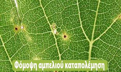 φόμοψη αμπελιού καταπολέμηση