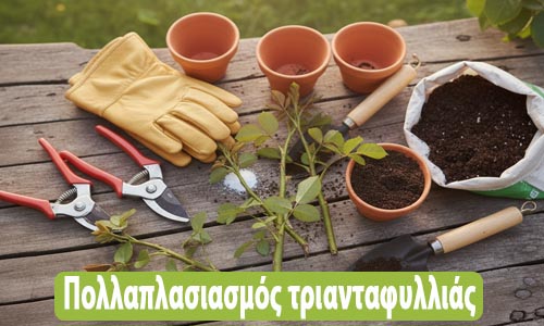 φύτεμα τριανταφυλλιάς από κλαδί