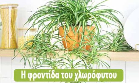 χλωρόφυτο φροντίδα φυτό αράχνη