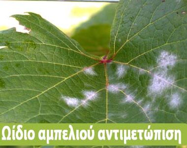 Οδηγίες προληπτικής αντιμετώπισης για την ευτυπίωση και την ίσκα της αμπέλου