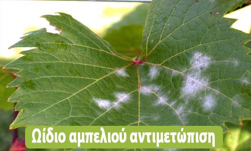 ωίδιο αμπελιού αντιμετώπιση