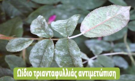 ωίδιο τριανταφυλλιάς αντιμετώπιση