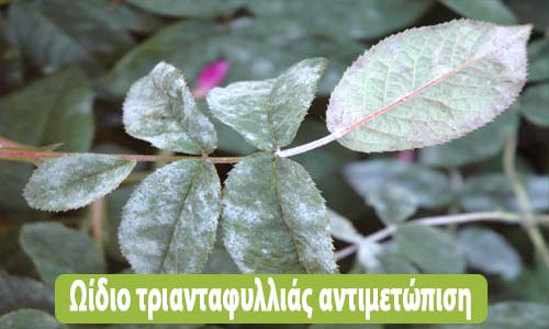 ωίδιο τριανταφυλλιάς αντιμετώπιση
