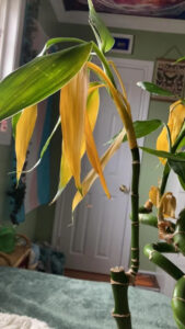 lucky bamboo κίτρινα φύλλα