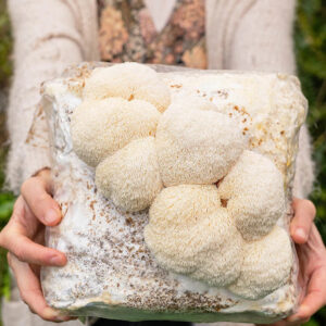 lion's mane καλλιεργεια μανιτάρι αρνάκι