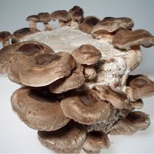 shiitake μανιτάρια καλλιέργεια
