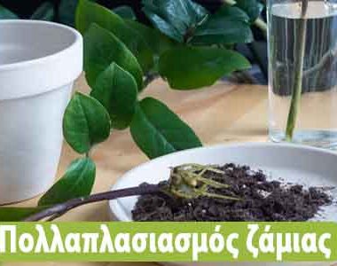 Ζάμια πολλαπλασιασμός με κλαδί: 2 εύκολοι τρόποι!
