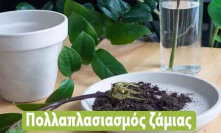 Ζάμια πολλαπλασιασμός με κλαδί