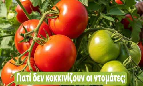 γιατί δεν κοκκινίζουν οι ντομάτες