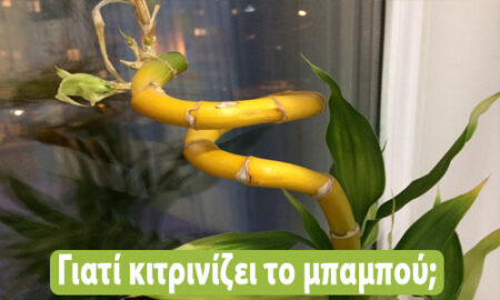 γιατί κιτρινίζει το μπαμπού
