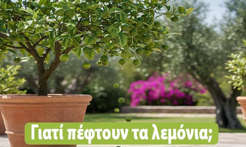 γιατί πέφτουν τα λεμόνια