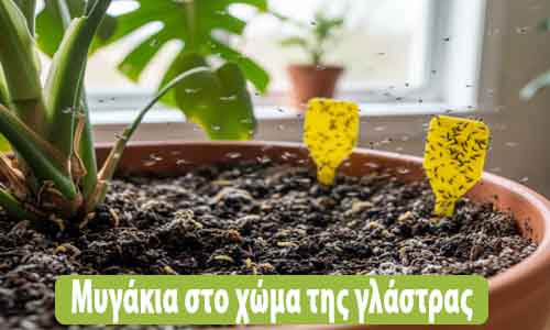 μυγάκια στα φυτά εσωτερικού χώρου αντιμετώπιση