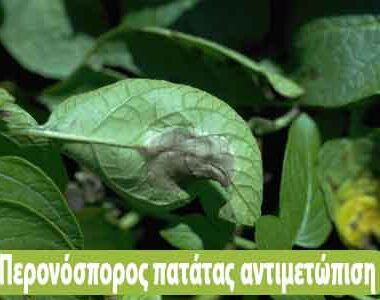 Οδηγίες προληπτικής αντιμετώπισης για την ευτυπίωση και την ίσκα της αμπέλου