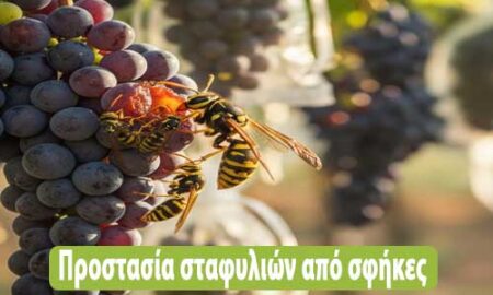 προστασία σταφυλιών από σφήκες